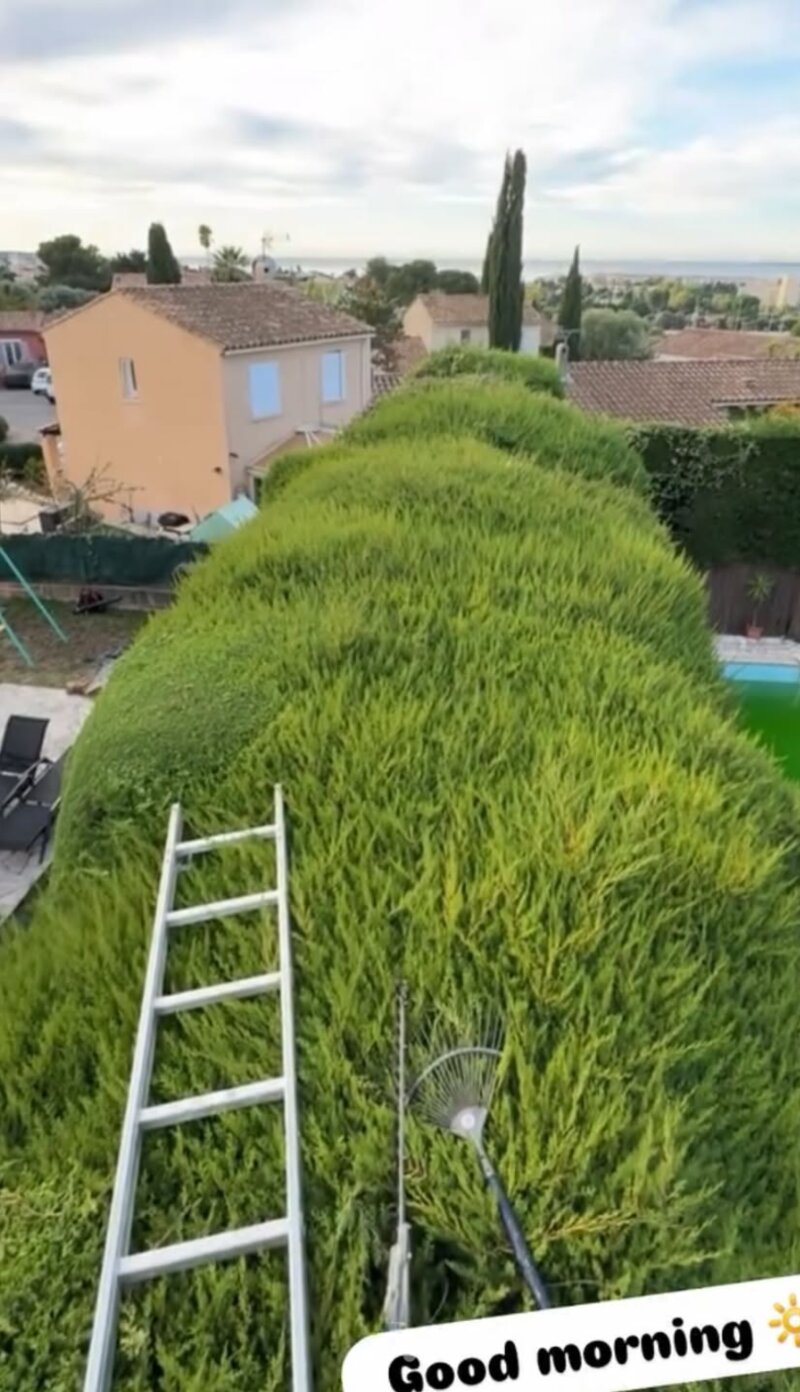 Haie parfaitement taillée et alignée